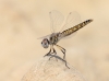 J16_1842 Selysiothemis nigra female